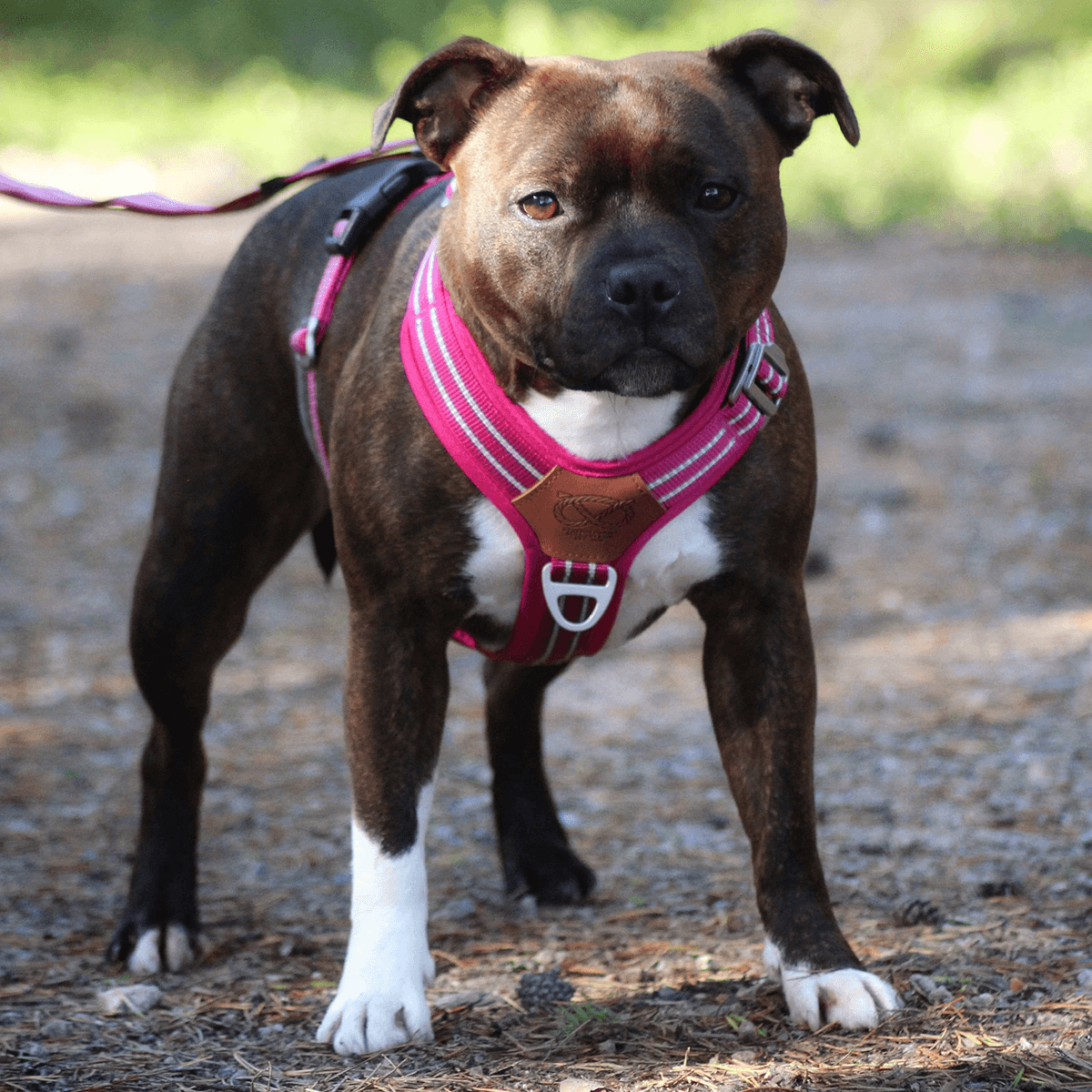 Staffordshire Bull Terrier 1935® Harness & Leash Set - Fuchsia