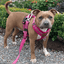 Staffordshire Bull Terrier 1935® Harness & Leash Set - Fuchsia