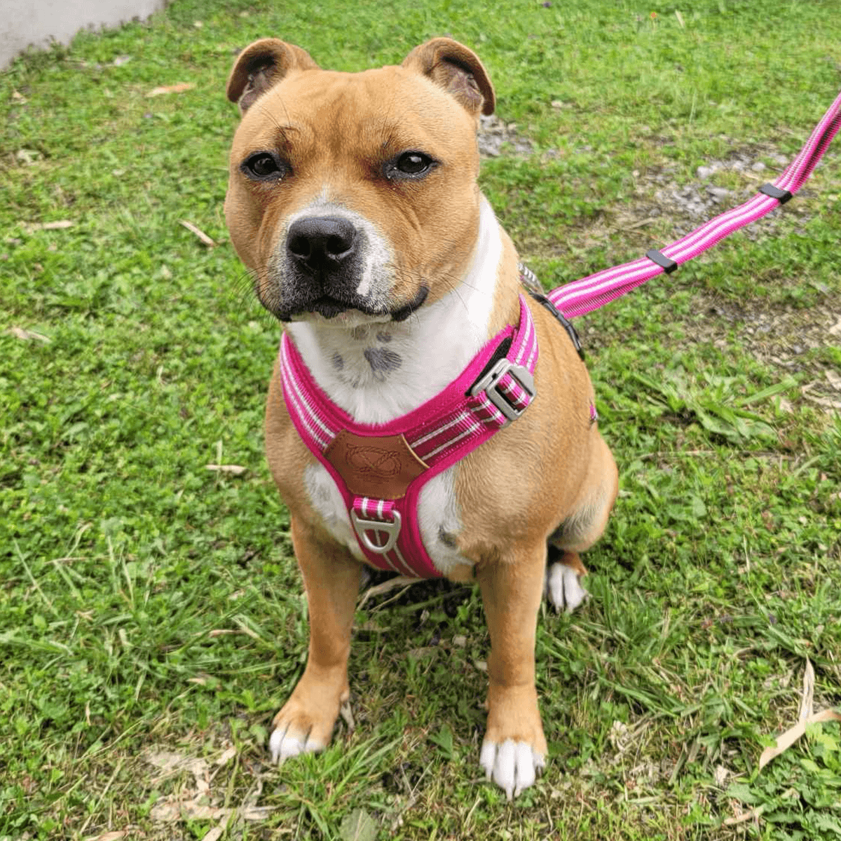 Staffordshire Bull Terrier 1935® Harness & Leash Set - Fuchsia