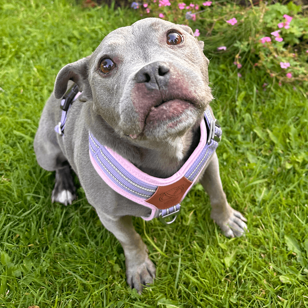 Harness for Staffordshire Bull Terrier Baby Lilac & Baby Pink