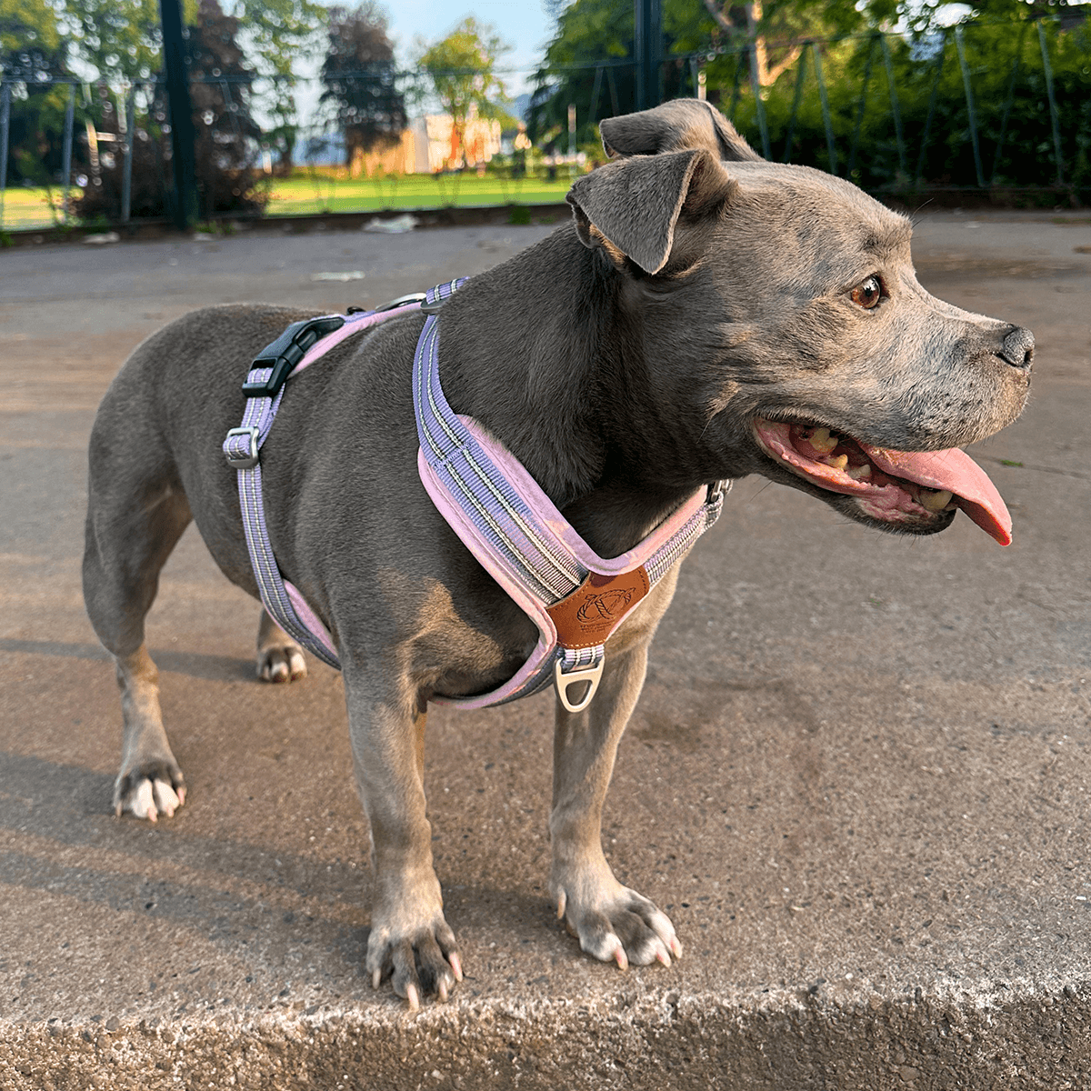 Harness for Staffordshire Bull Terrier Baby Lilac & Baby Pink