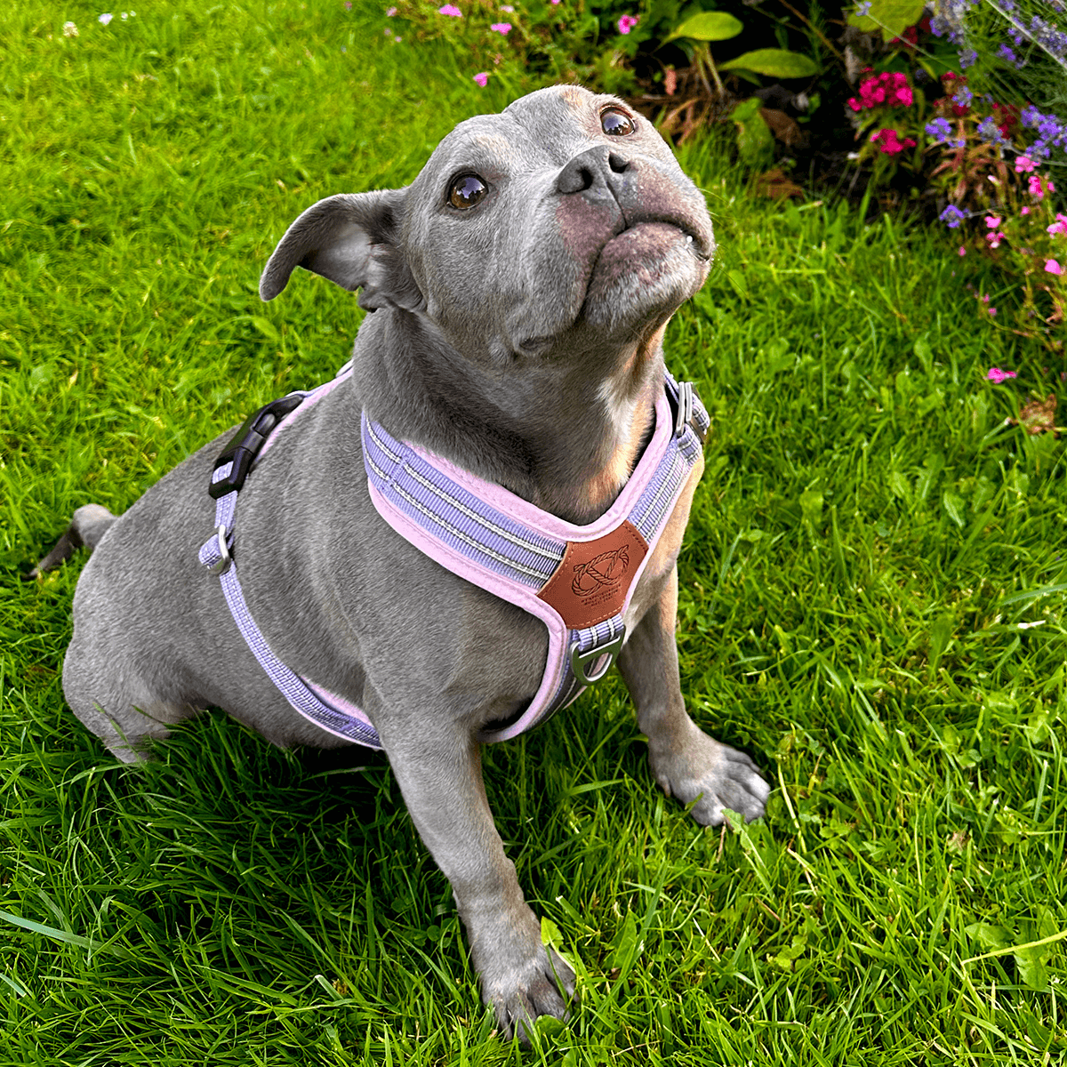 Harness for Staffordshire Bull Terrier Baby Lilac & Baby Pink