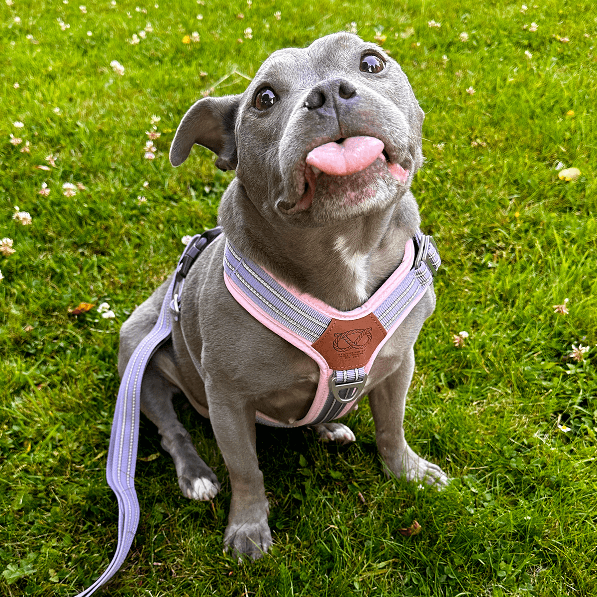 Harness for Staffordshire Bull Terrier Baby Lilac & Baby Pink