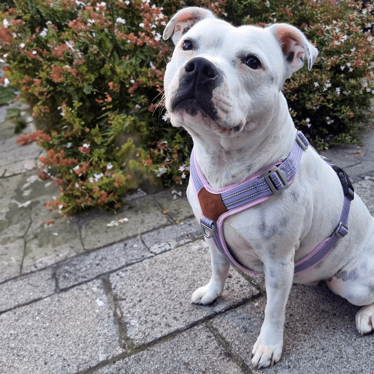 Harness for Staffordshire Bull Terrier Baby Lilac & Baby Pink