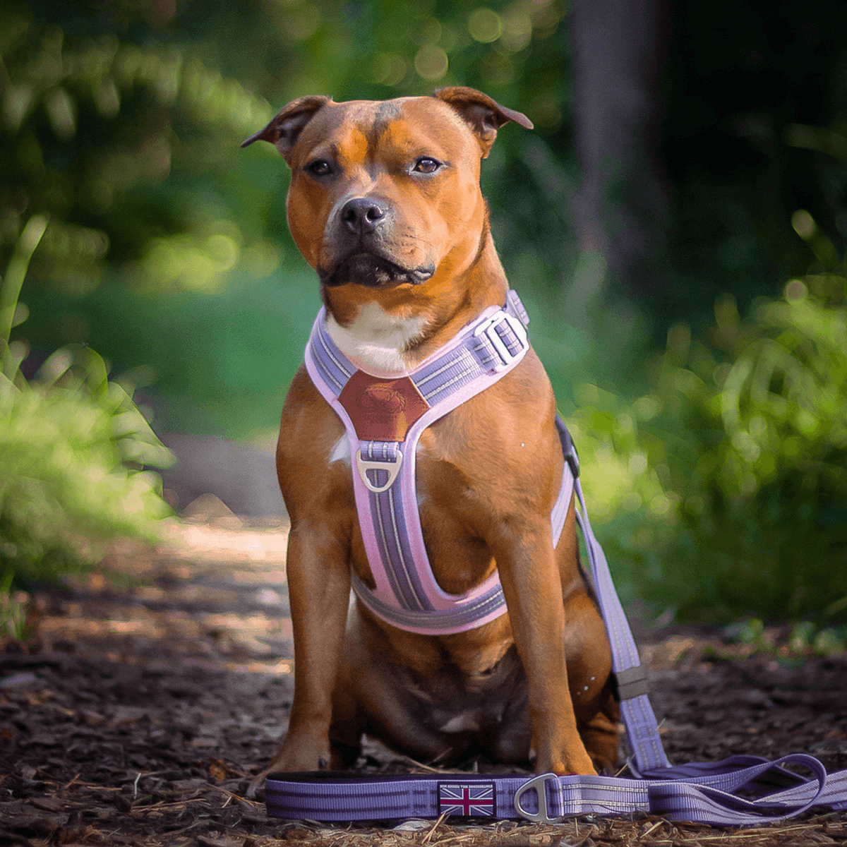 Harness for Staffordshire Bull Terrier Baby Lilac & Baby Pink