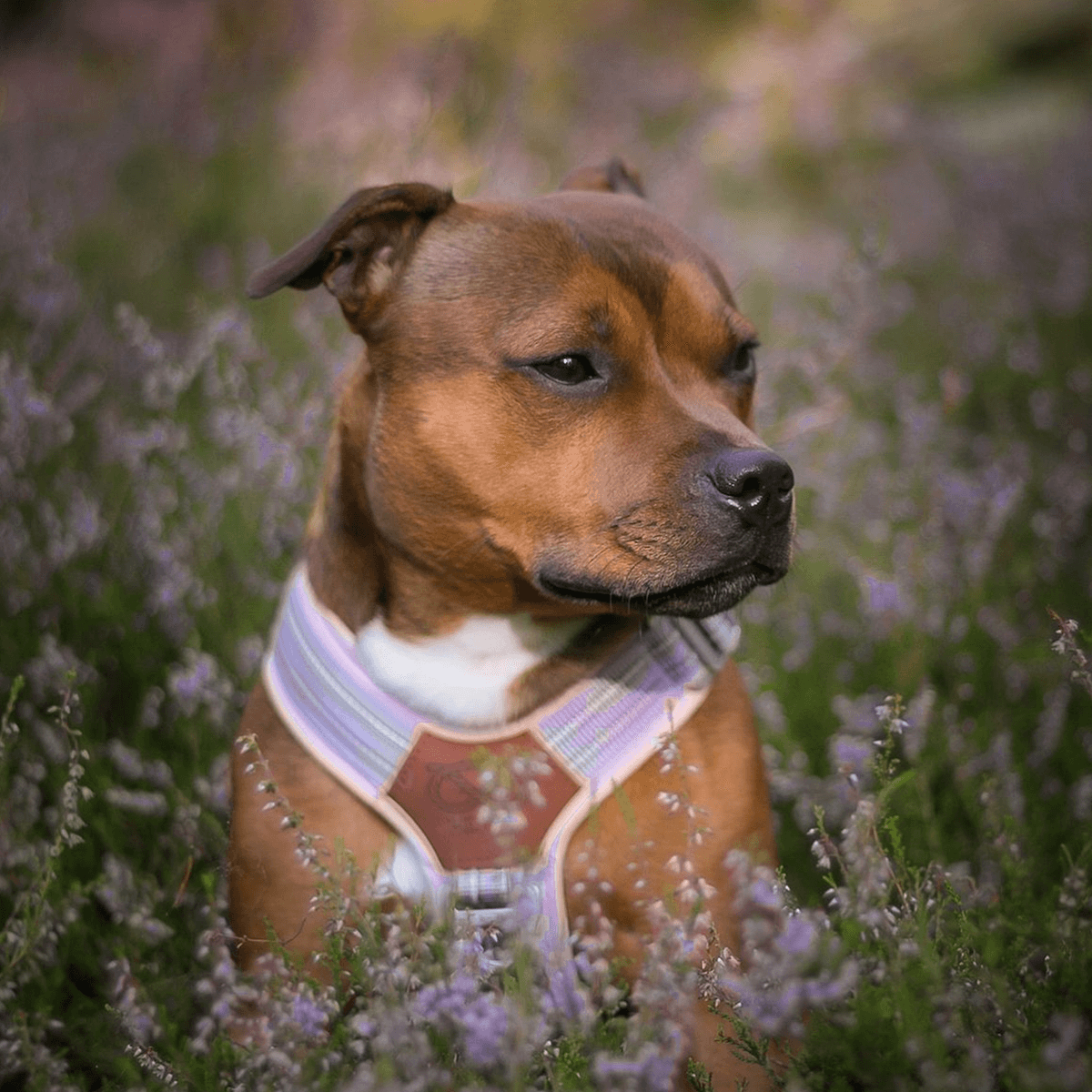 Harness for Staffordshire Bull Terrier Baby Lilac & Baby Pink