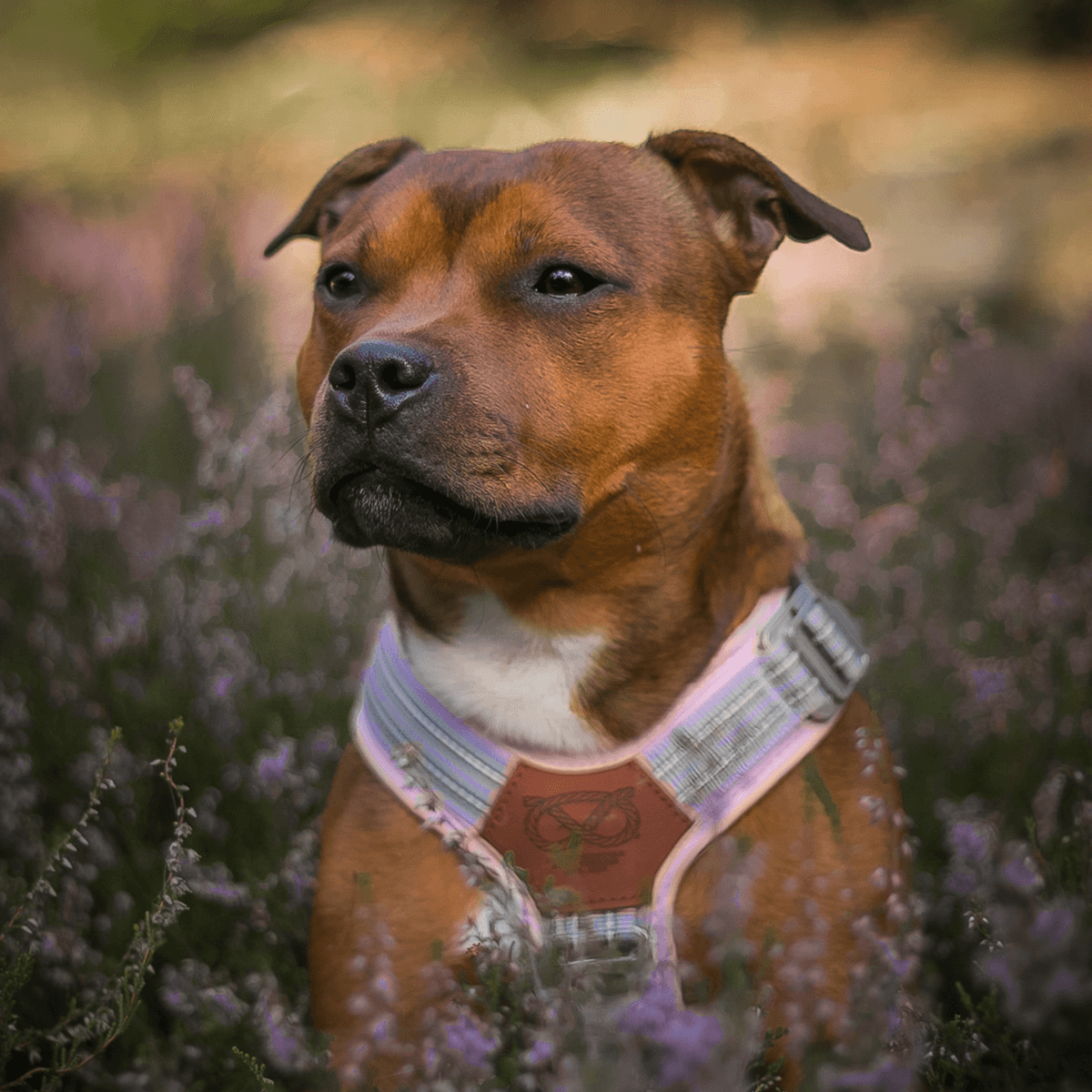 Harness for Staffordshire Bull Terrier Baby Lilac & Baby Pink