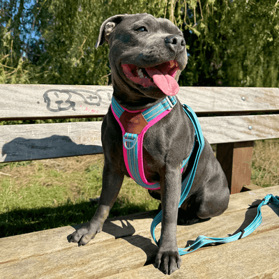 Staffordshire Bull Terrier 1935® Harness & Leash Set - Harley's Miami Edition - Aqua & Neon Pink