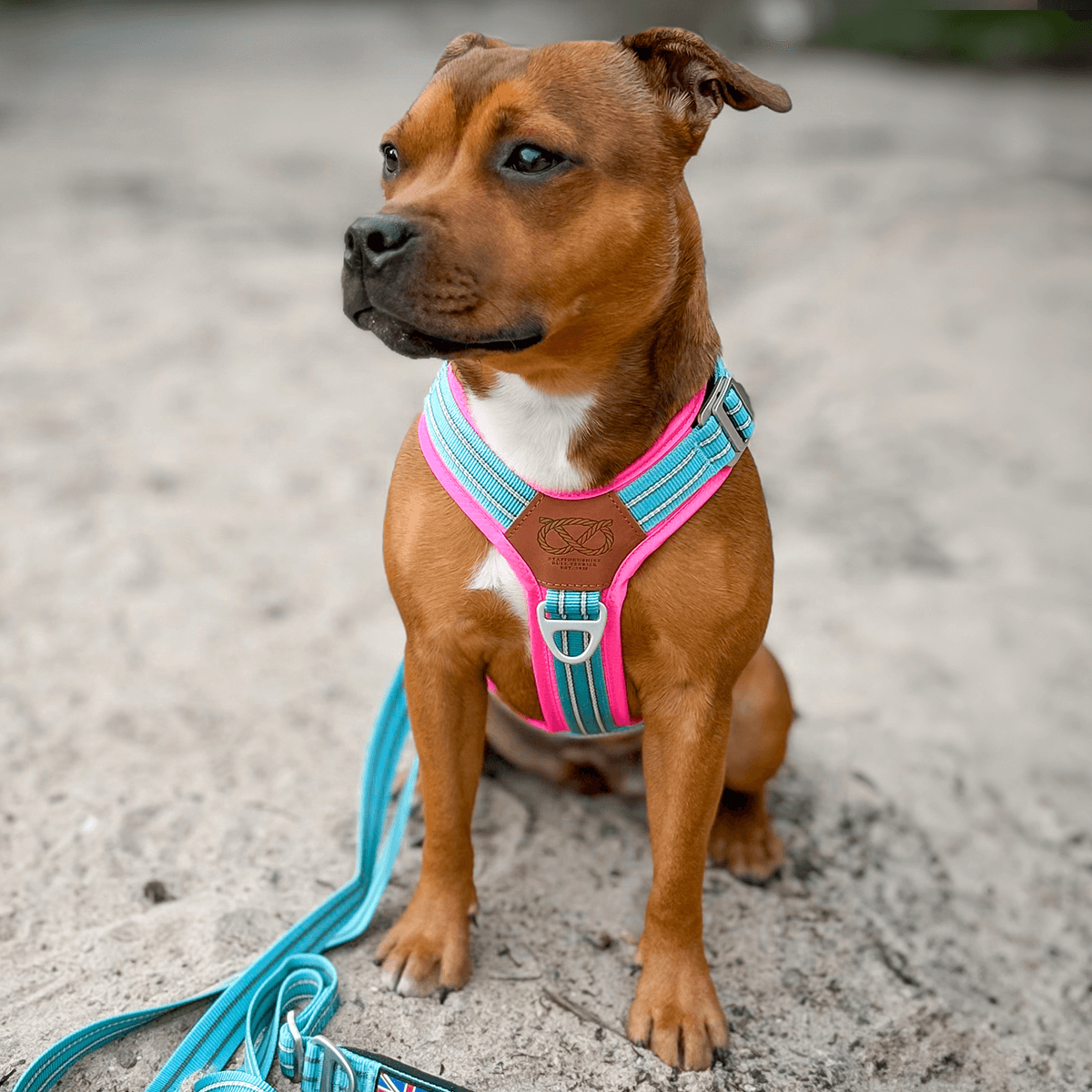 Harness Staffordshire Bull Terrier 1935®