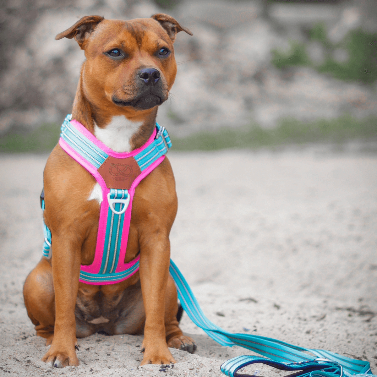 Harness Staffordshire Bull Terrier 1935®