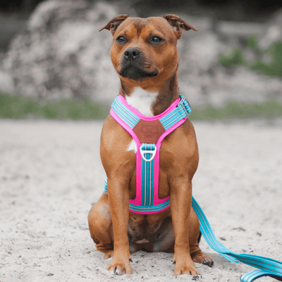 Harness Staffordshire Bull Terrier 1935®