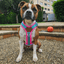 Staffordshire Bull Terrier 1935® Harness & Leash Set - Harley's Miami Edition - Aqua & Neon Pink