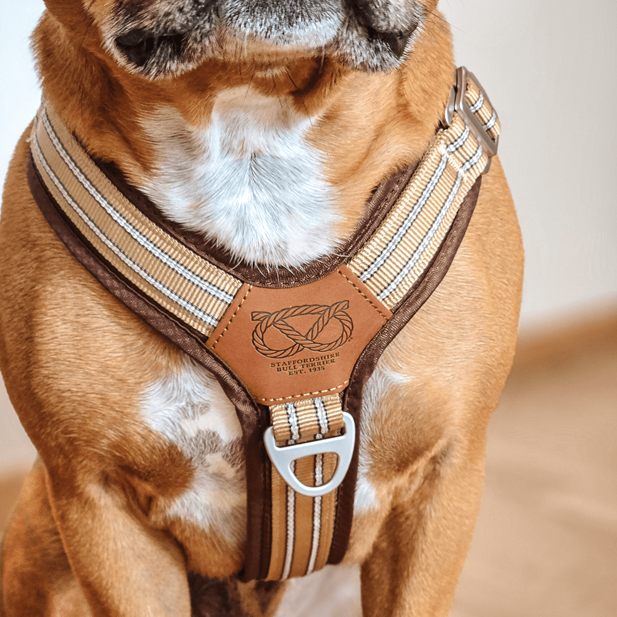 Staffordshire Bull Terrier 1935® Harness & Leash Set - Tahvo's Milkshake Edition -  Beige & Chocolate