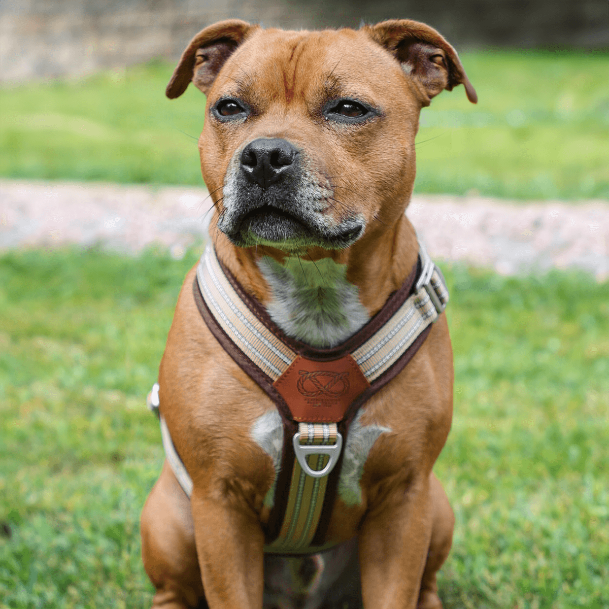 Staffordshire Bull Terrier 1935® Harness & Leash Set - Tahvo's Milkshake Edition -  Beige & Chocolate