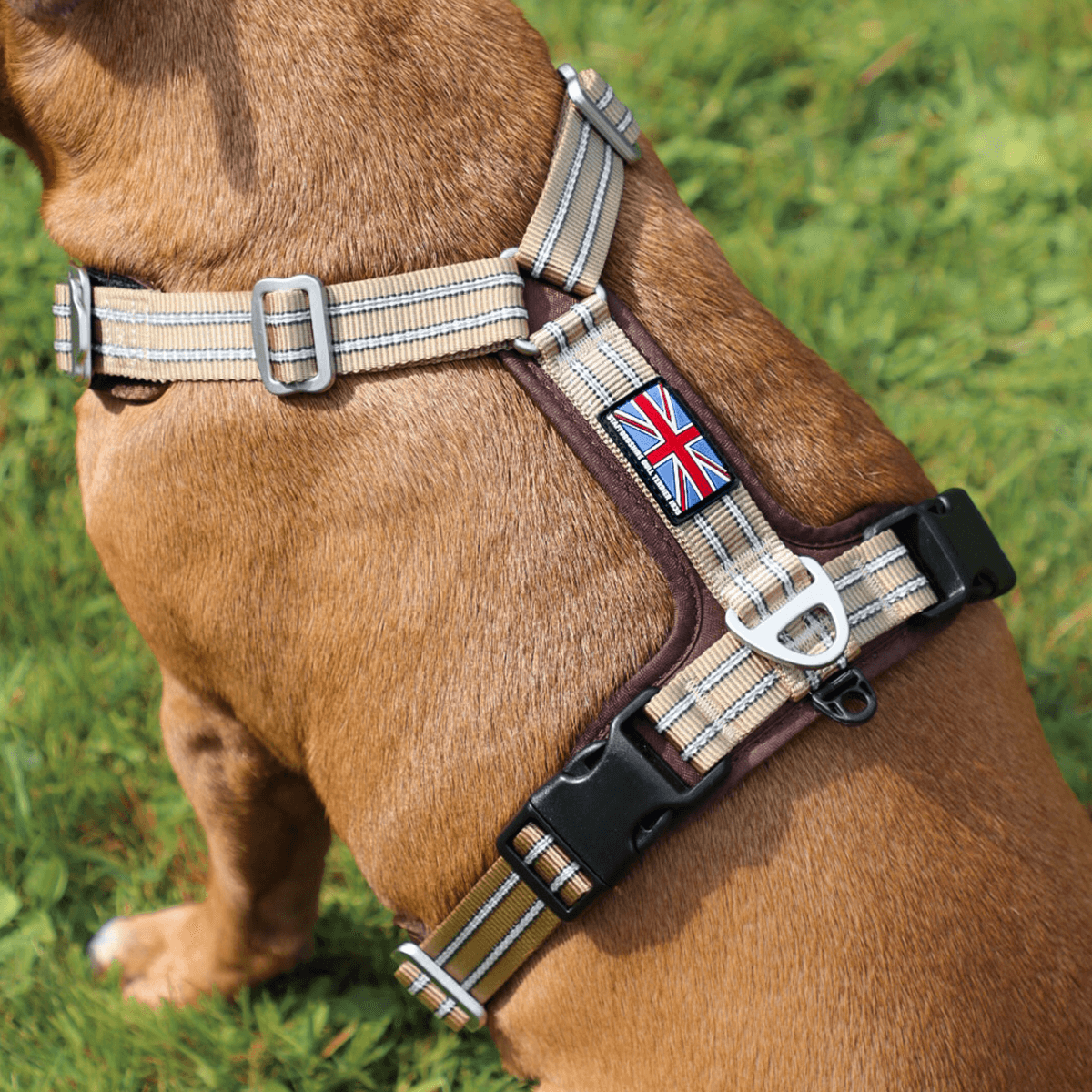 Staffordshire Bull Terrier 1935® Harness & Leash Set - Tahvo's Milkshake Edition -  Beige & Chocolate