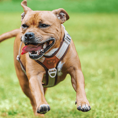 Staffordshire Bull Terrier 1935® Harness & Leash Set - Tahvo's Milkshake Edition -  Beige & Chocolate