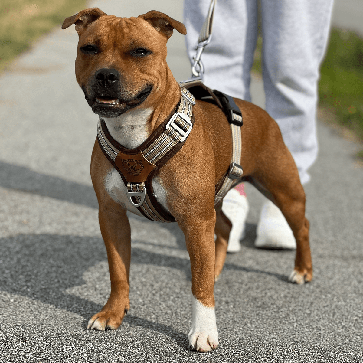 Staffordshire Bull Terrier 1935® Harness & Leash Set - Tahvo's Milkshake Edition -  Beige & Chocolate