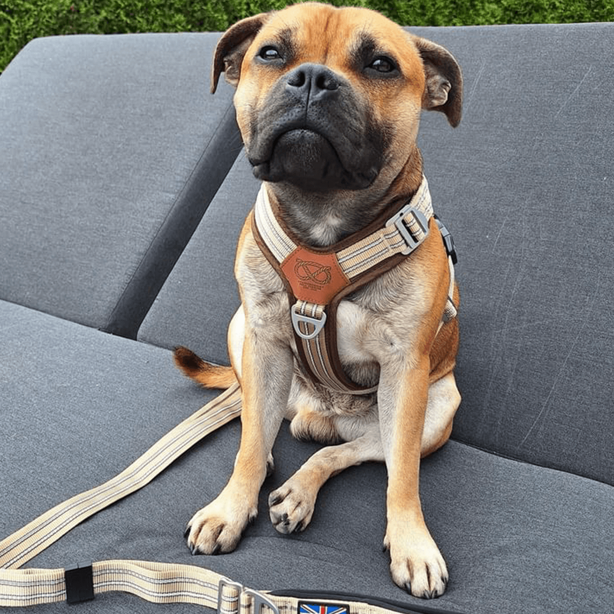 Staffordshire Bull Terrier 1935® Harness & Leash Set - Tahvo's Milkshake Edition -  Beige & Chocolate