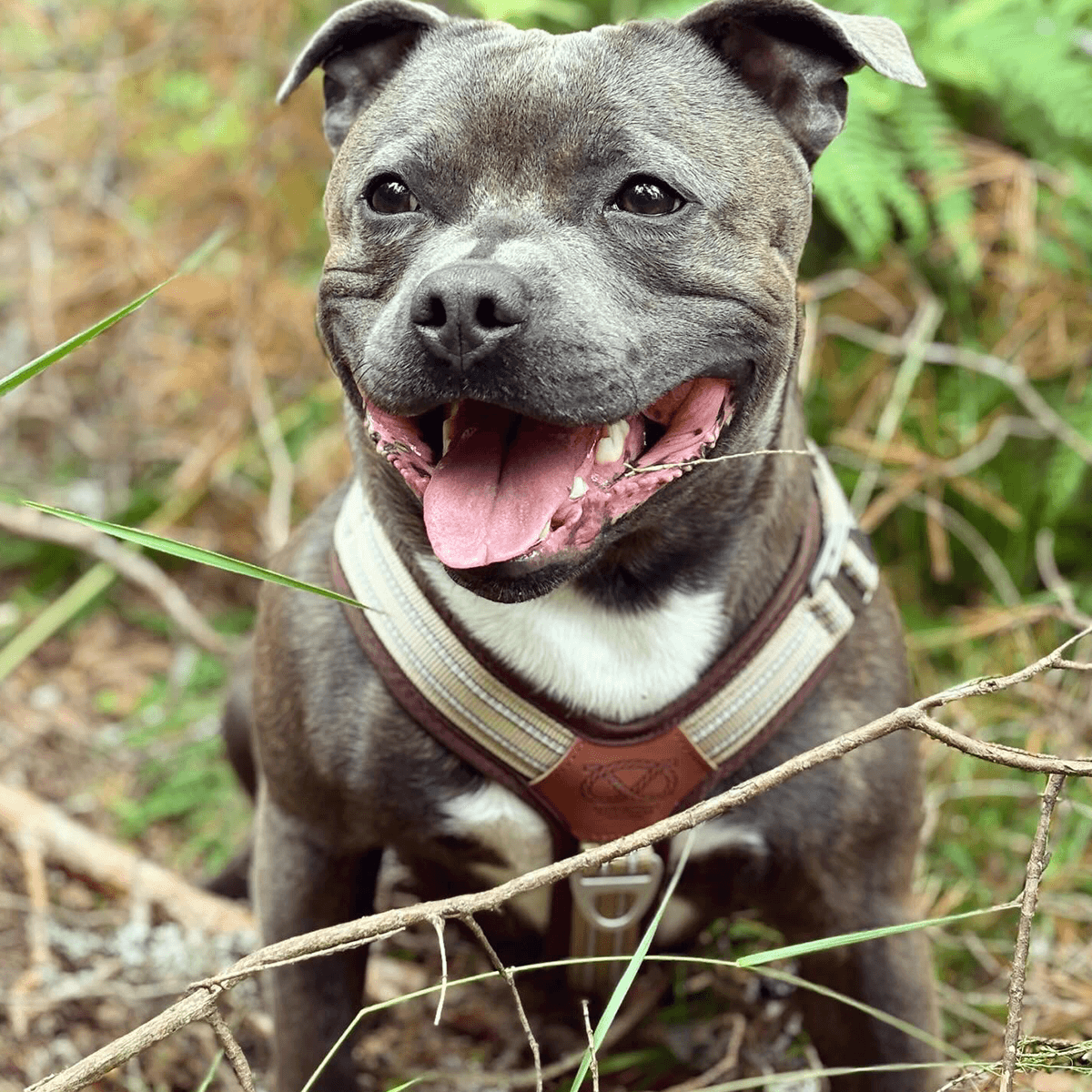 Staffordshire Bull Terrier 1935® Harness & Leash Set - Tahvo's Milkshake Edition -  Beige & Chocolate