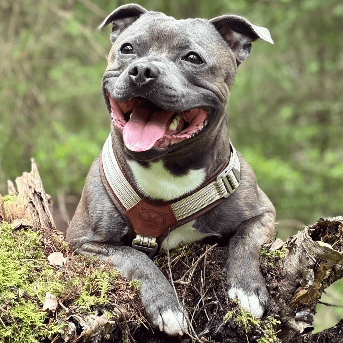 Staffordshire Bull Terrier 1935® Harness & Leash Set - Tahvo's Milkshake Edition -  Beige & Chocolate