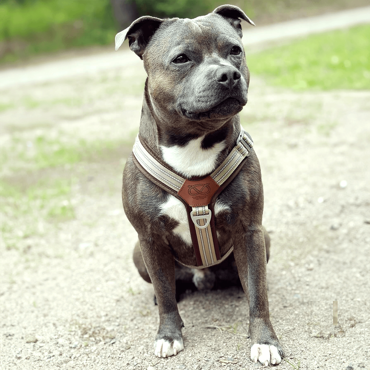 Staffordshire Bull Terrier 1935® Harness & Leash Set - Tahvo's Milkshake Edition -  Beige & Chocolate