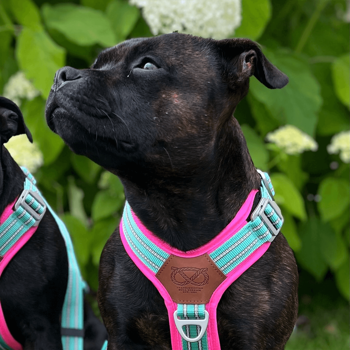 Staffordshire Bull Terrier 1935® Harness & Leash Set - Maya & Bonnie Edition -  Mint Flamingo