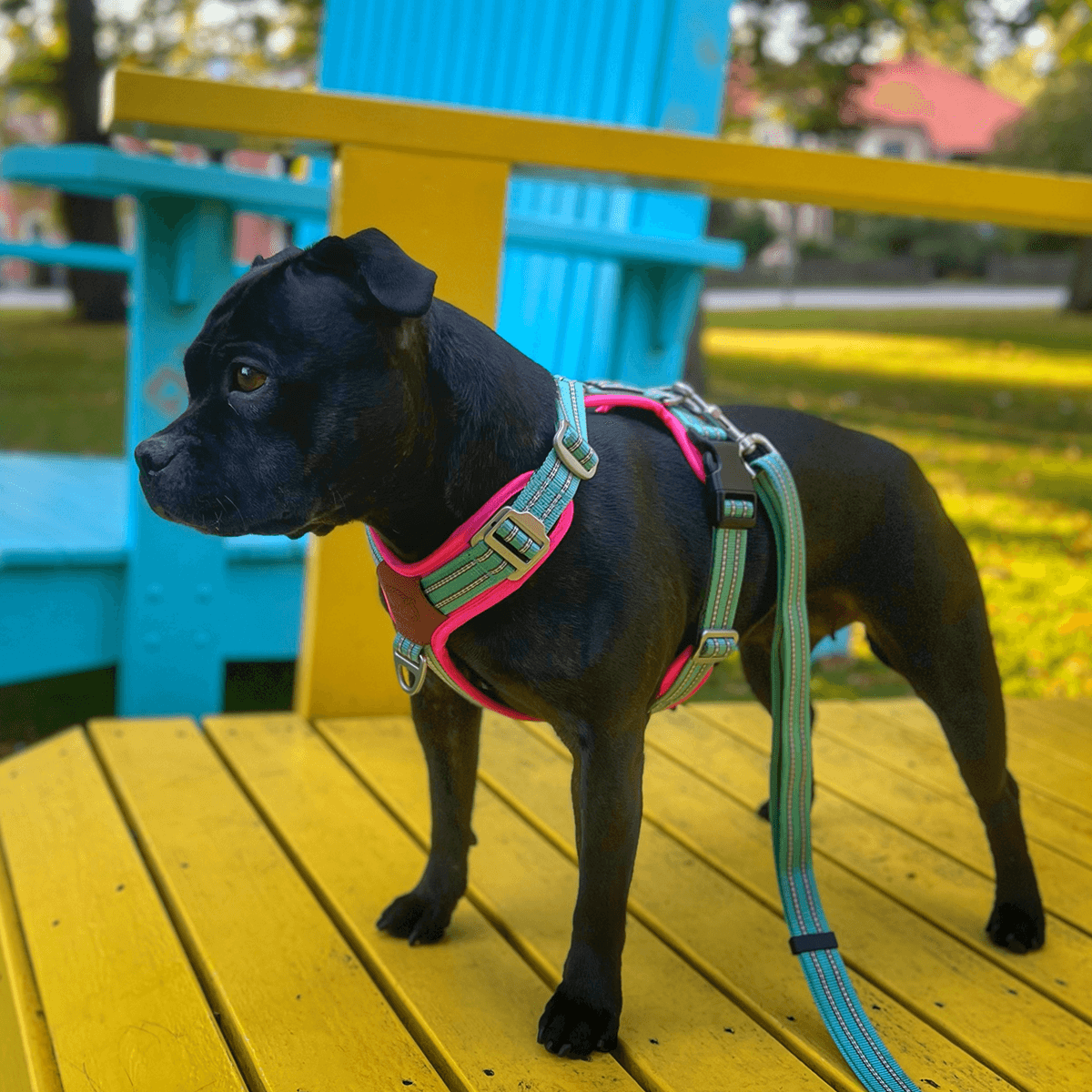 Staffordshire Bull Terrier 1935® Harness & Leash Set - Maya & Bonnie Edition -  Mint Flamingo