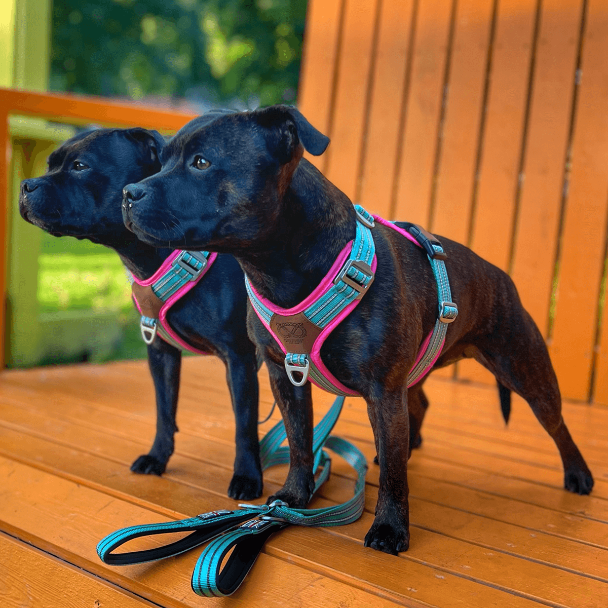 Staffordshire Bull Terrier 1935® Harness & Leash Set - Maya & Bonnie Edition -  Mint Flamingo