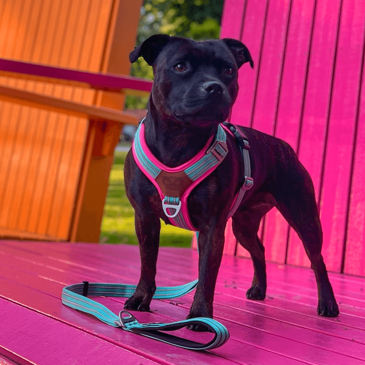 Staffordshire Bull Terrier 1935® Harness & Leash Set - Maya & Bonnie Edition -  Mint Flamingo