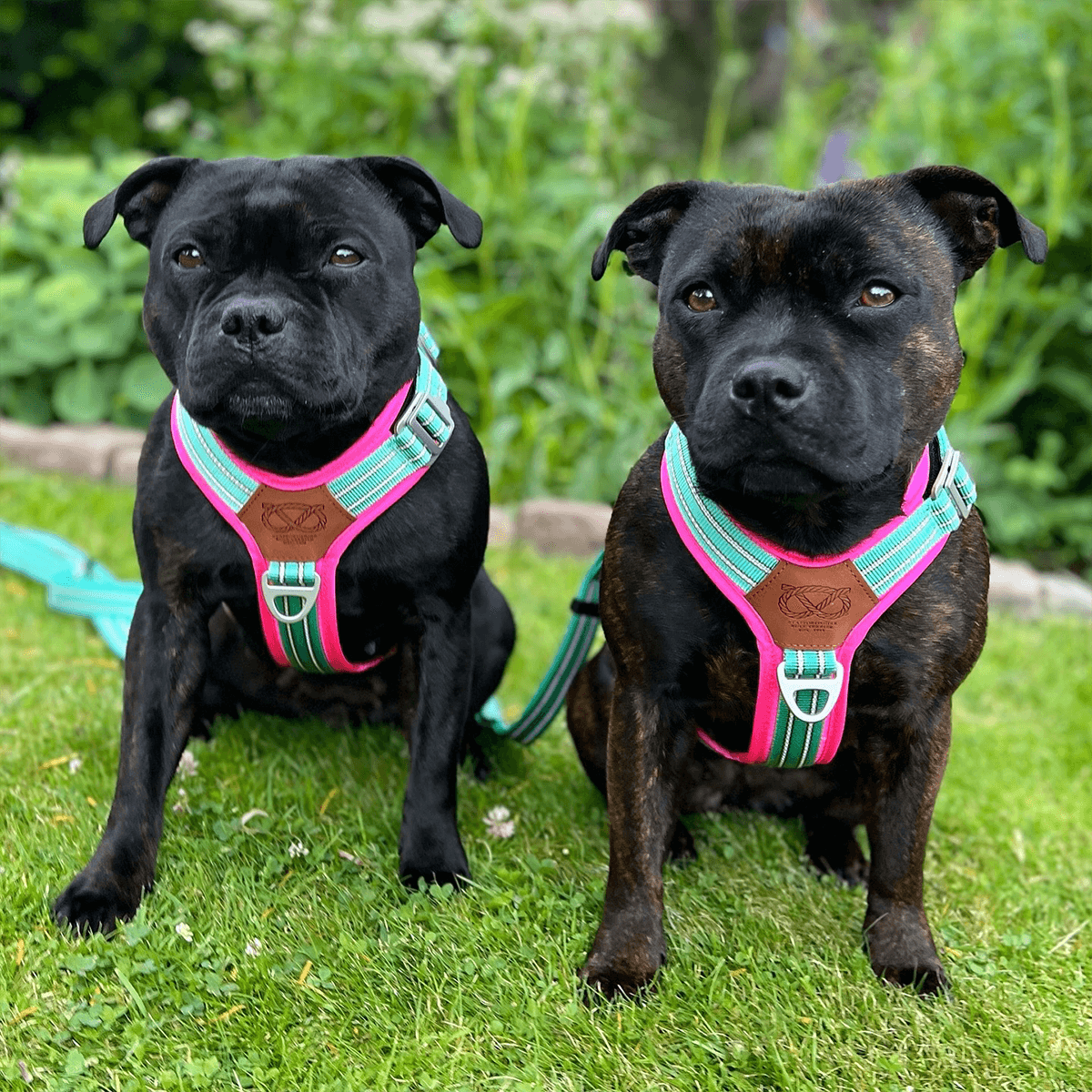 Staffordshire Bull Terrier 1935® Harness & Leash Set - Maya & Bonnie Edition -  Mint Flamingo