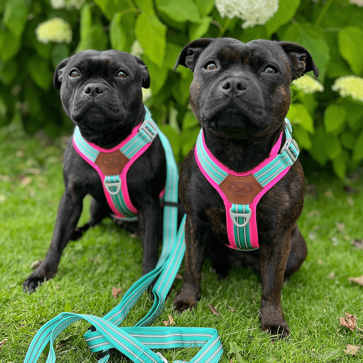 Staffordshire Bull Terrier 1935® Harness & Leash Set - Maya & Bonnie Edition -  Mint Flamingo