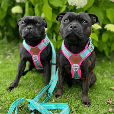 Staffordshire Bull Terrier 1935® Harnais et Laisse - Édition Maya & Bonnie - Menthe et Rose Fluo