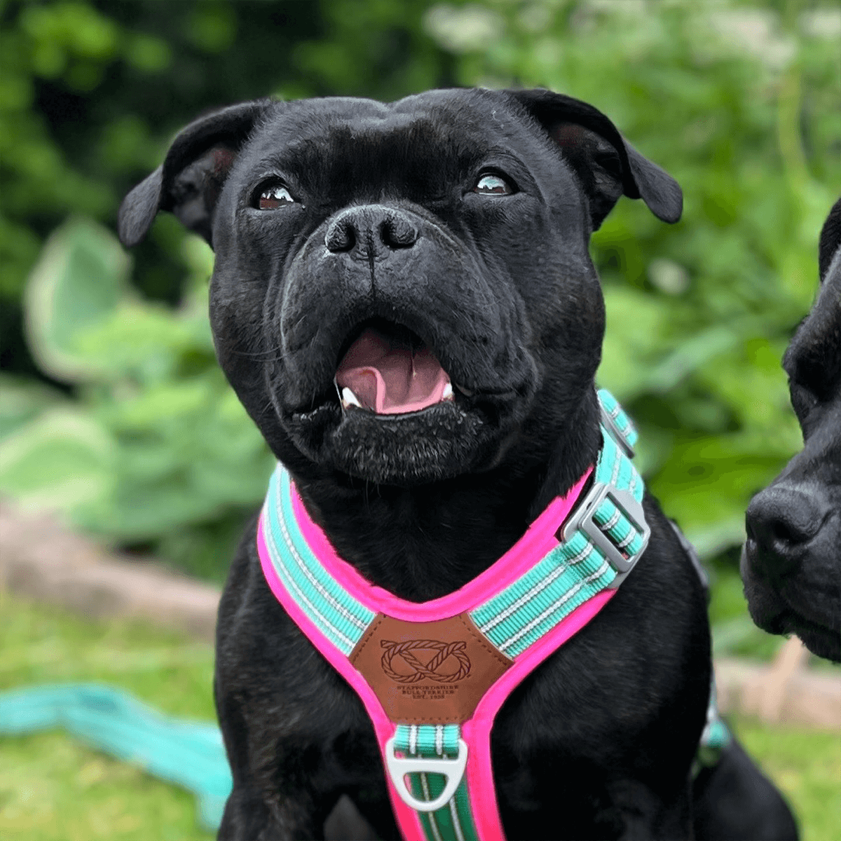 Staffordshire Bull Terrier 1935® Harness & Leash Set - Maya & Bonnie Edition -  Mint Flamingo