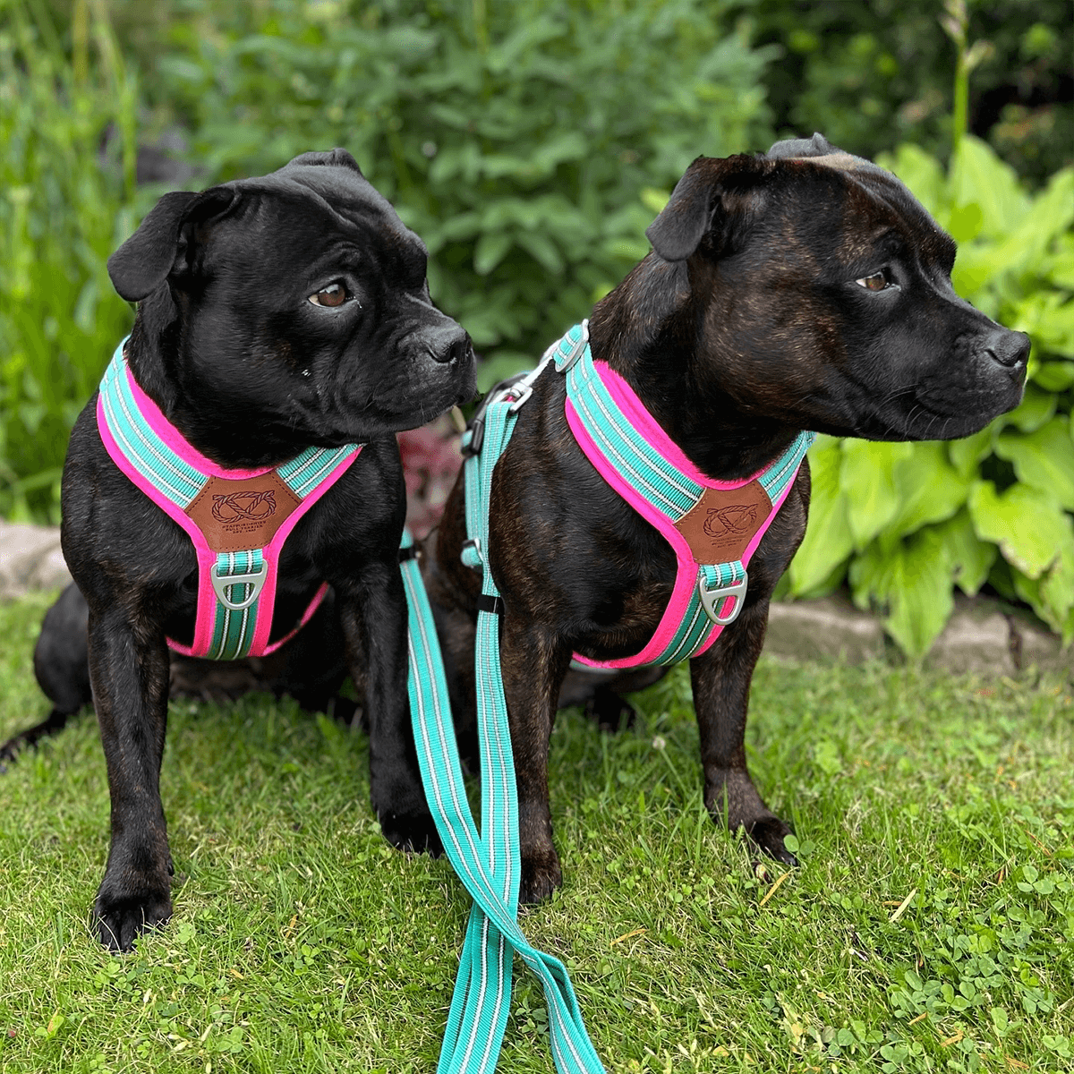 Staffordshire Bull Terrier 1935® Harness & Leash Set - Maya & Bonnie Edition -  Mint Flamingo