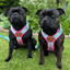 Staffordshire Bull Terrier 1935® Harness & Leash Set - Maya & Bonnie Edition -  Mint Flamingo