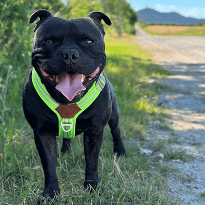 Staffordshire Bull Terrier 1935® Harnais et Laisse - Édition Chevy - Vert Fluo