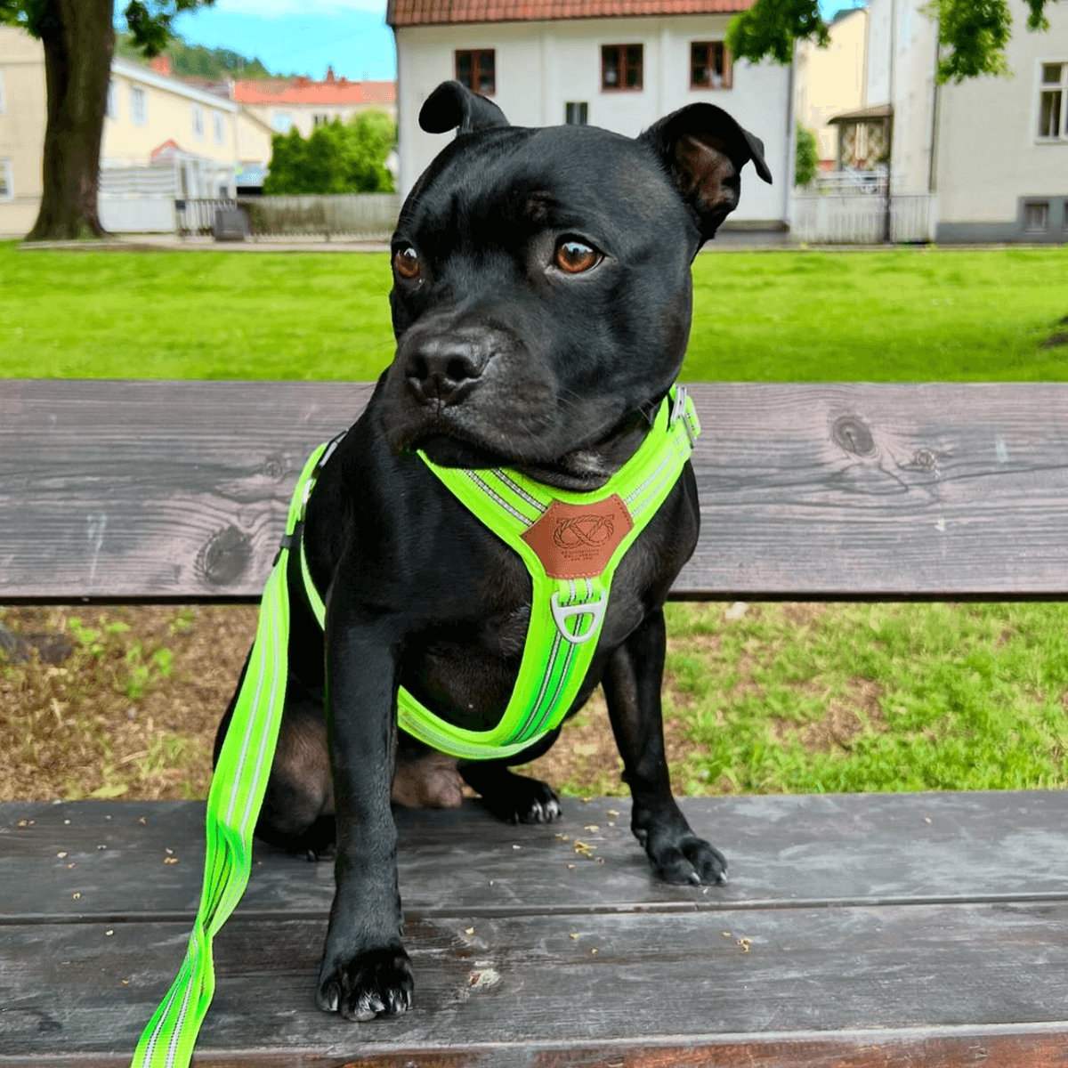 Staffordshire Bull Terrier 1935® Harness & Leash Set - Chevy Edition - Neon Green