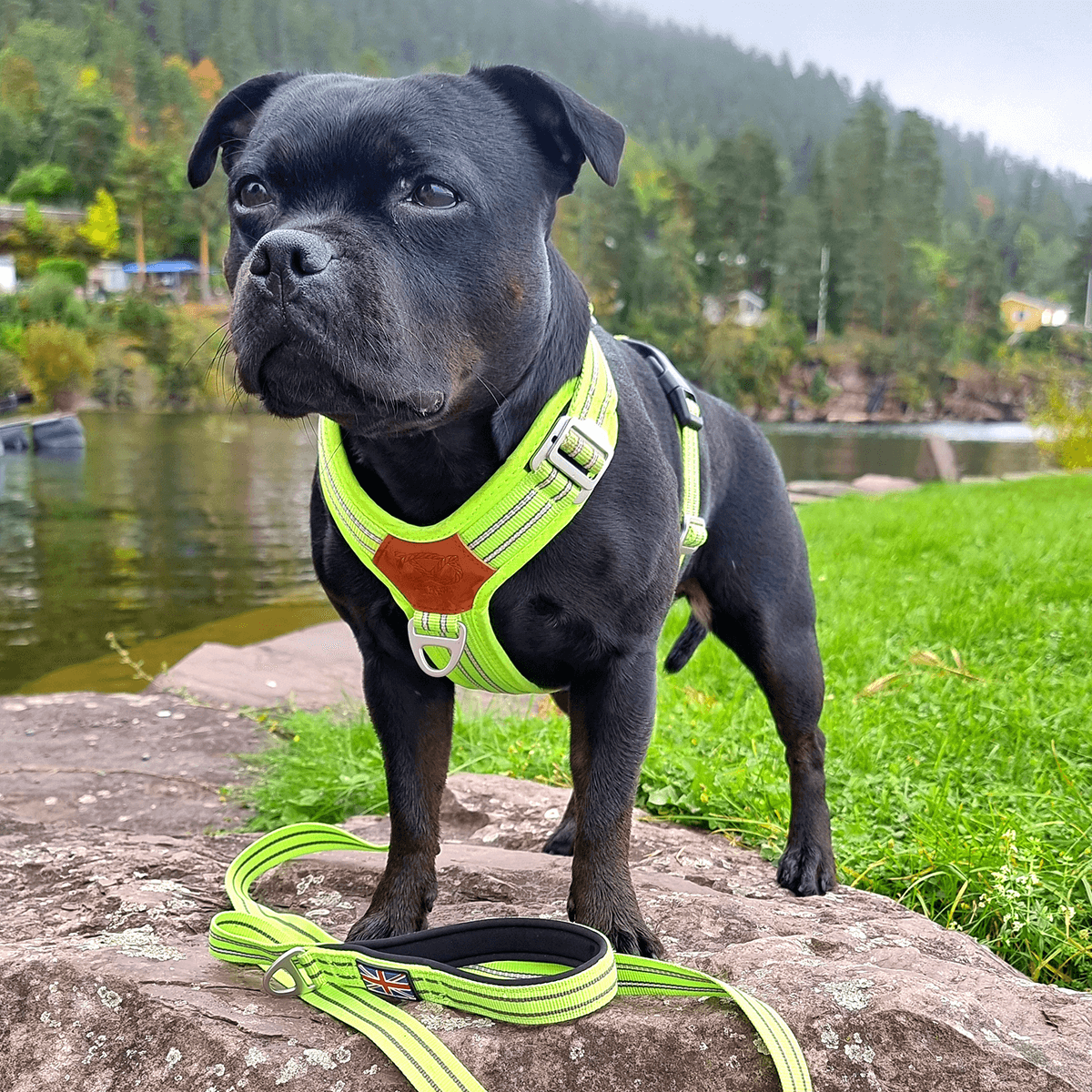 Staffordshire Bull Terrier 1935® Harness & Leash Set - Chevy Edition - Neon Green