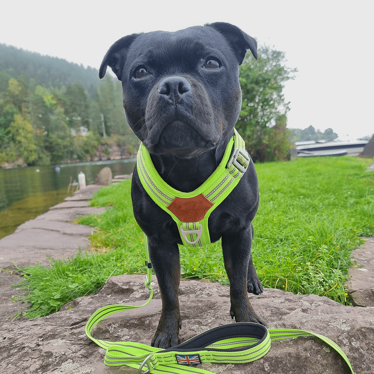 Staffordshire Bull Terrier 1935® Harness & Leash Set - Chevy Edition - Neon Green