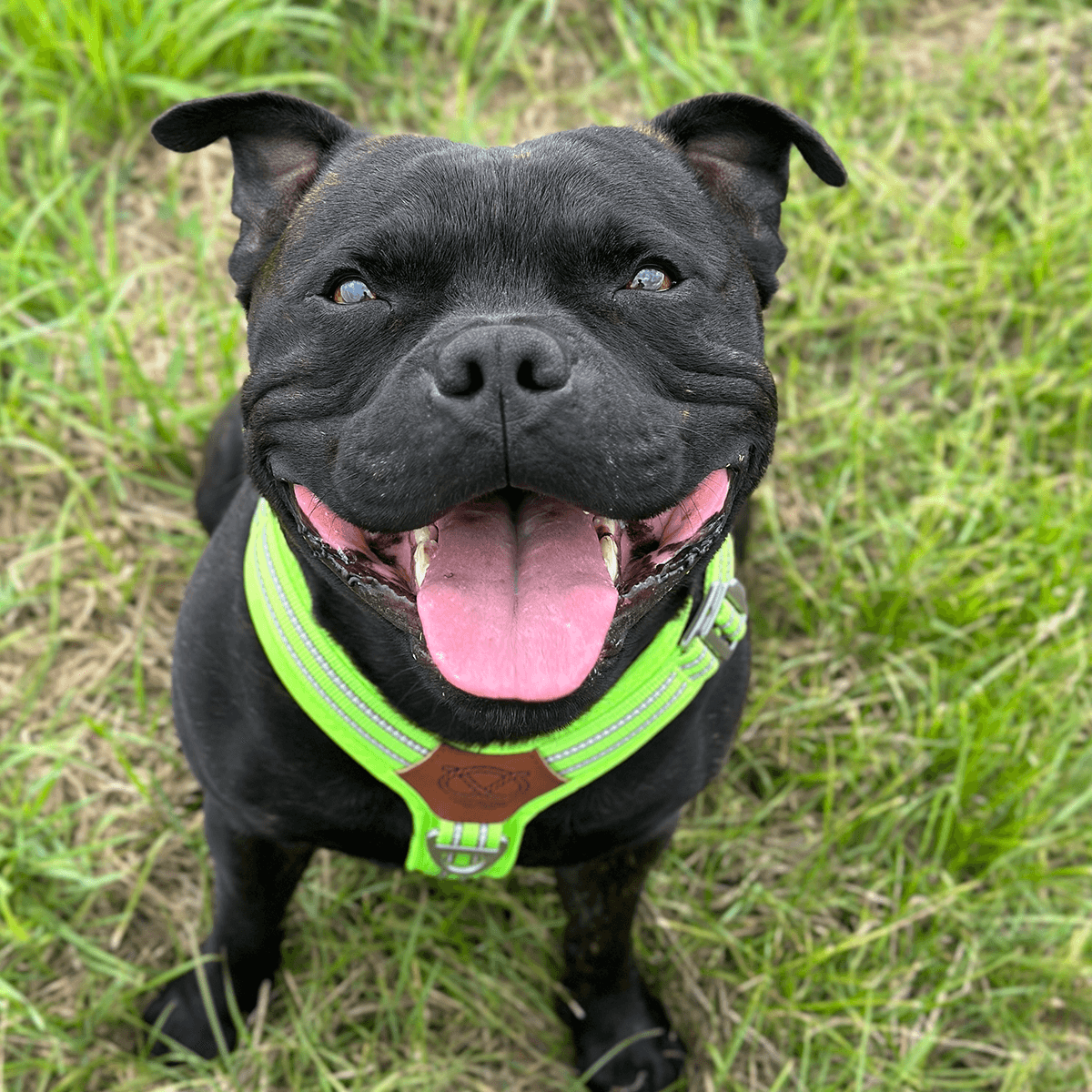 Staffordshire Bull Terrier 1935® Harness & Leash Set - Chevy Edition - Neon Green