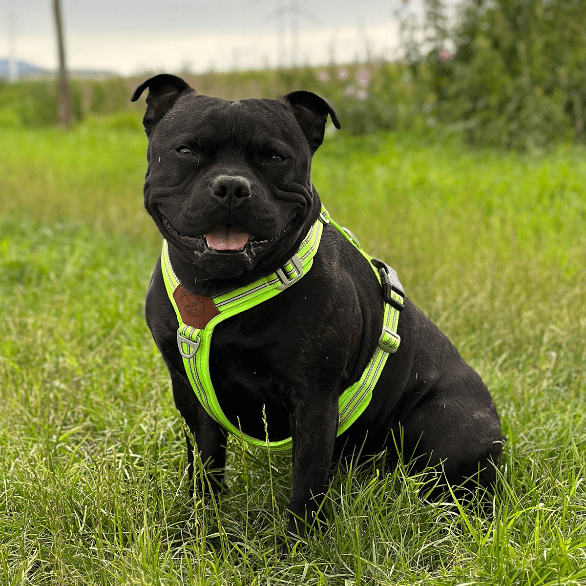 Staffordshire Bull Terrier 1935® Harness & Leash Set - Chevy Edition - Neon Green