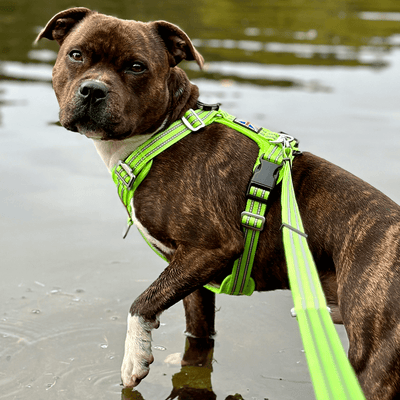 Staffordshire Bull Terrier 1935® Harness & Leash Set - Chevy Edition - Neon Green