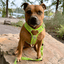 Staffordshire Bull Terrier 1935® Harness & Leash Set - Chevy Edition - Neon Green