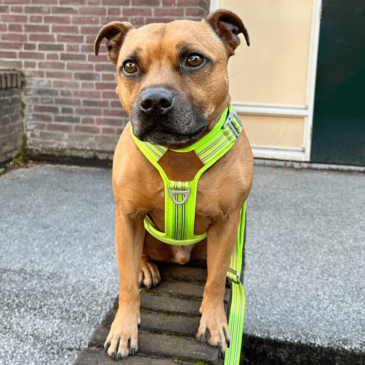 Staffordshire Bull Terrier 1935® Harness & Leash Set - Chevy Edition - Neon Green