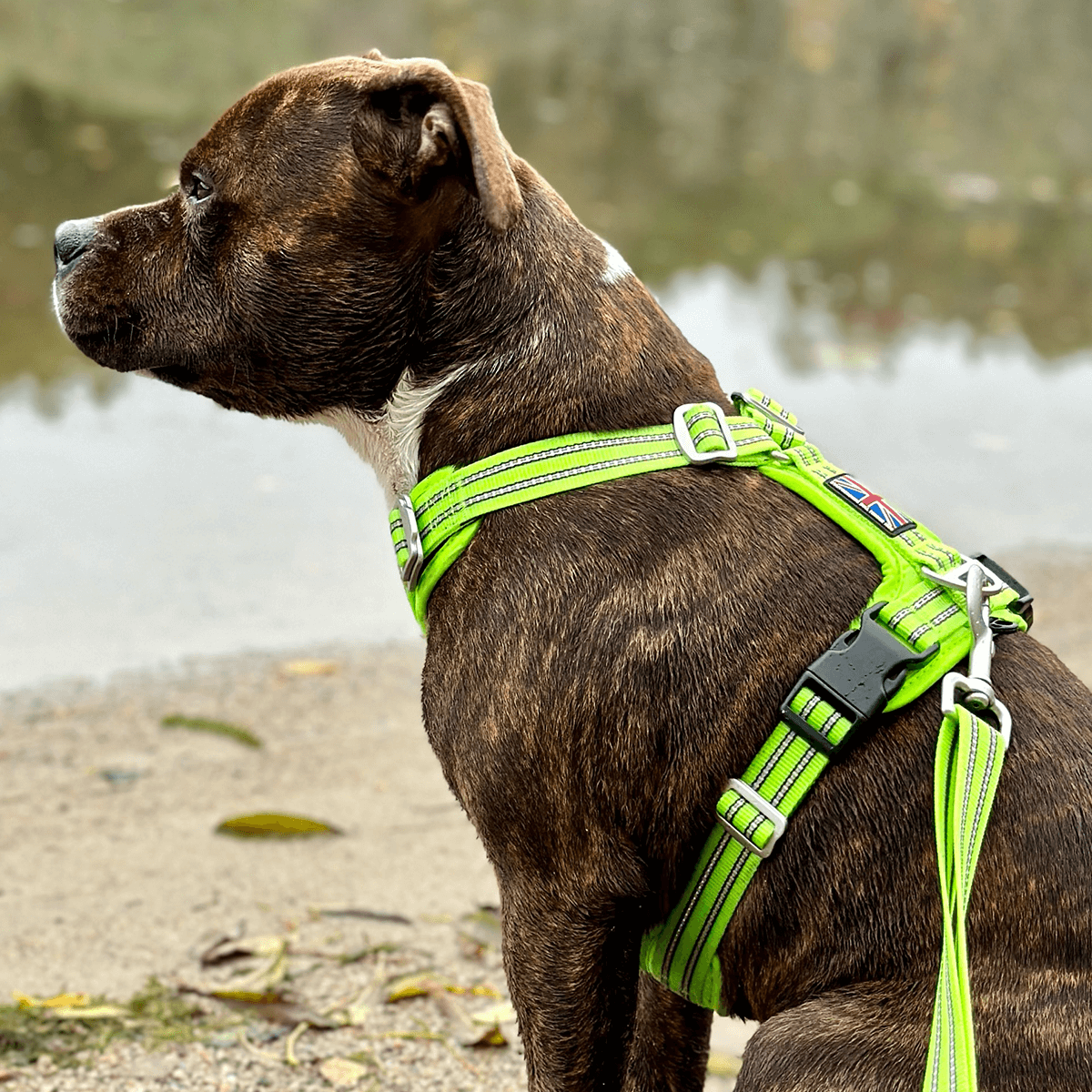 Staffordshire Bull Terrier 1935® Harness & Leash Set - Chevy Edition - Neon Green