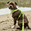 Staffordshire Bull Terrier 1935® Harness & Leash Set - Chevy Edition - Neon Green