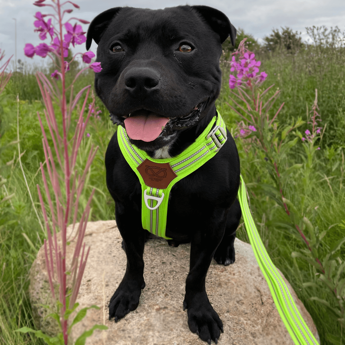 Staffordshire Bull Terrier 1935® Harness & Leash Set - Chevy Edition - Neon Green