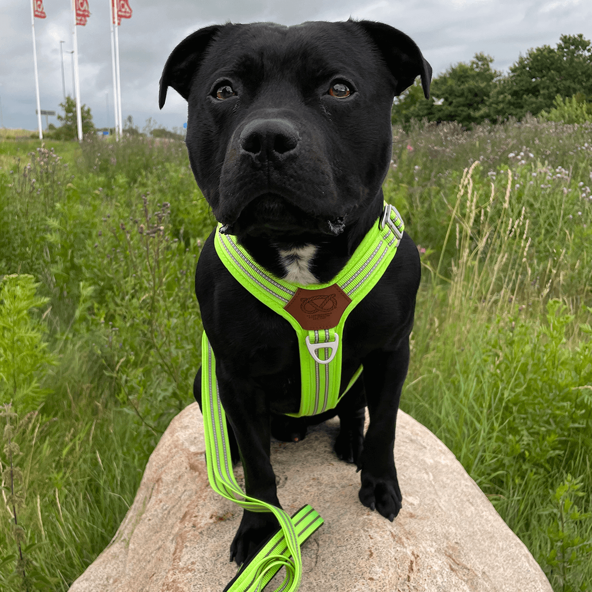 Staffordshire Bull Terrier 1935® Harness & Leash Set - Chevy Edition - Neon Green