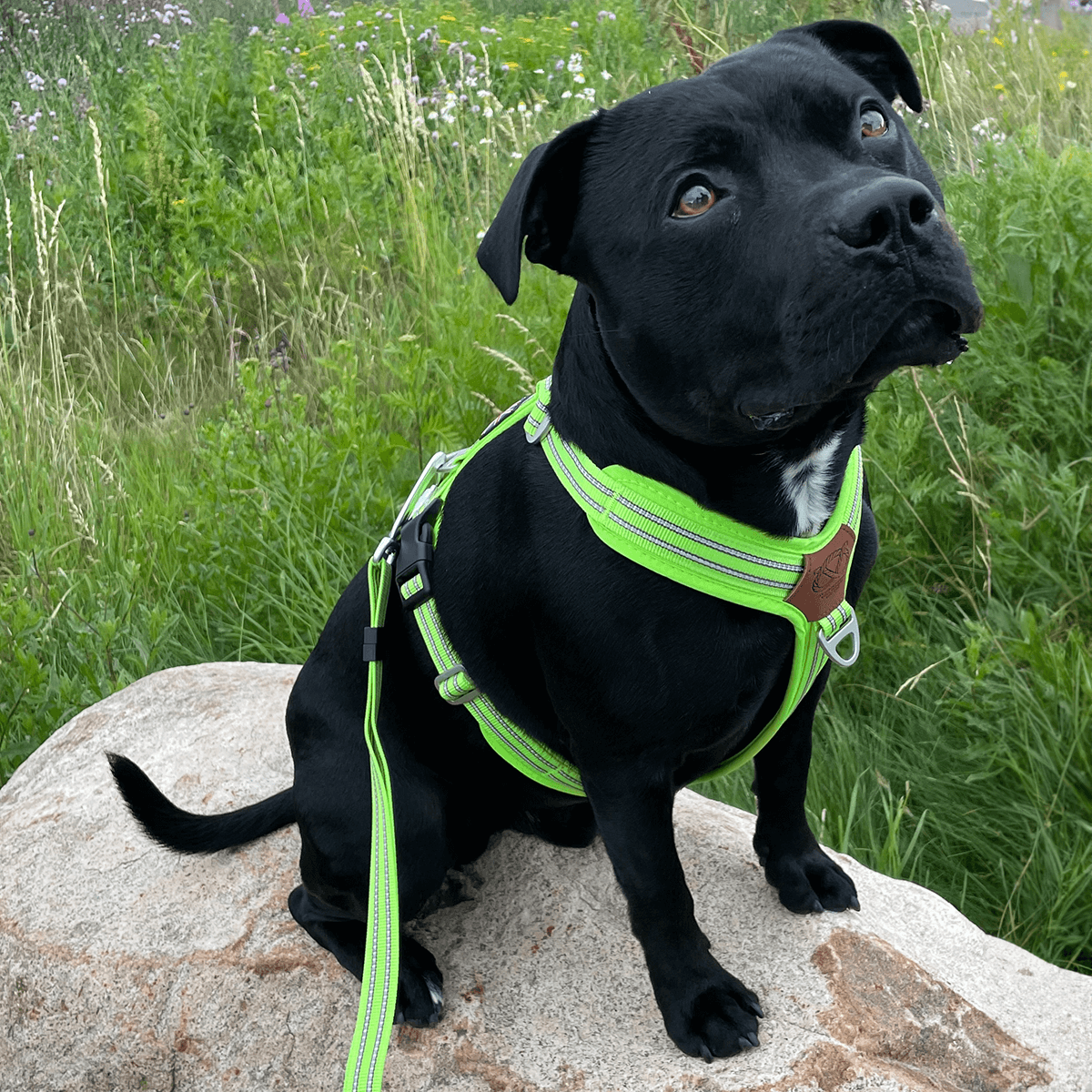 Staffordshire Bull Terrier 1935® Harness & Leash Set - Chevy Edition - Neon Green