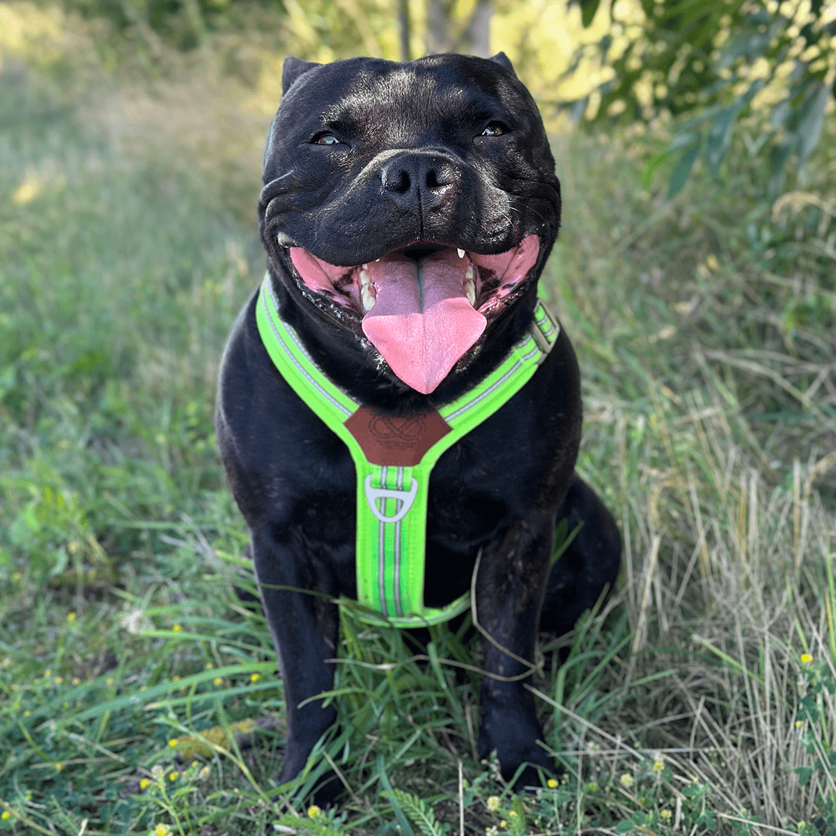 Staffordshire Bull Terrier 1935® Harness & Leash Set - Chevy Edition - Neon Green